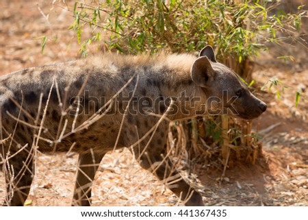 hyenas
