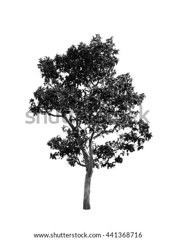 monochrome tree