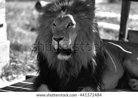 Male Lion - black and white
