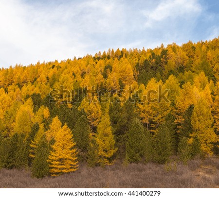 autumn hillside with conifers on a sunny day