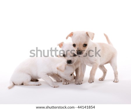 A group of three newborn, white  Chihuahua Puppies being playful with each other.  white  background.