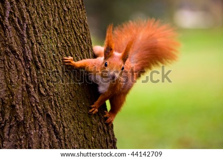 Euroasian red squirrel