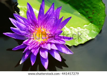 close up of water lily, Beautiful lotus blooming in pond. Macro photo