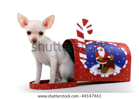 Puppy Mail: Chihuahua Puppy Dog Inside decorated Mailbox.   Mailbox says "Merry Christmas" on it. white background.