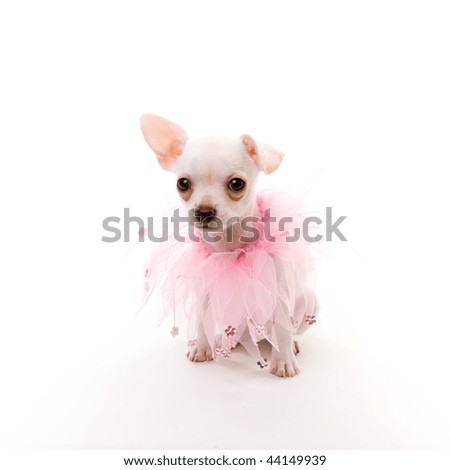 Fancy Puppy wearing pink glitter beaded neck scarf, white background.