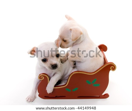Two Puppies Playing in Red Sled, white background