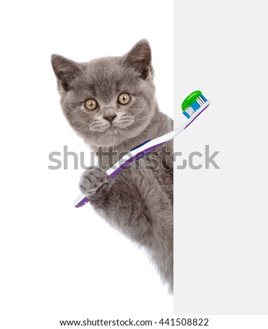 Cat with a toothbrush peeking from behind empty board. isolated on white background