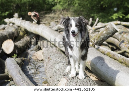 border collie in wood