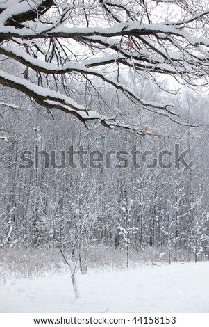winter wood snow landscape in the Russia