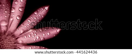 Website banner of a pink flower with water drops on a black background