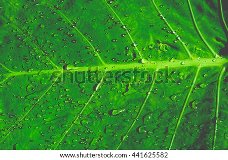 green leaf with water drops close up. vintage tone. filter effect. art photo.