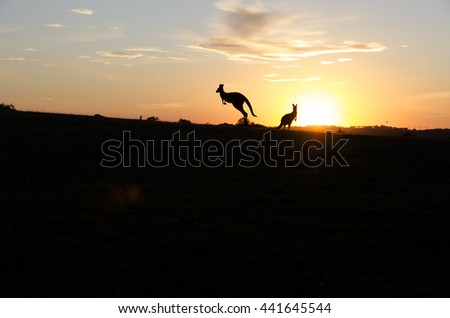 Kangaroos on a Hill at sunset creating silhouettes