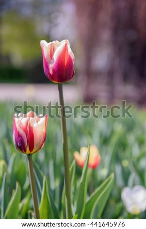 Beautiful spring colorful flower tulips background