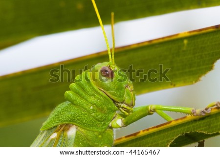 Close up view of a large green grasshopper .