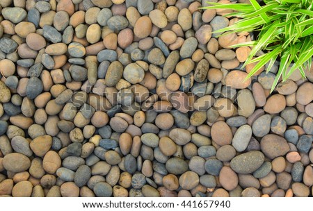 stones background with small tree in the morning