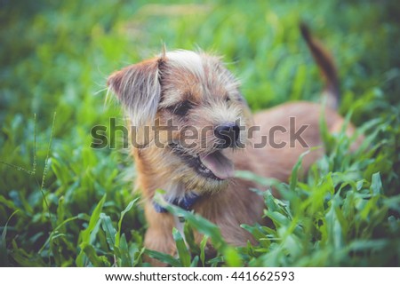 Vintage picture with small brown dog lying on the grass.