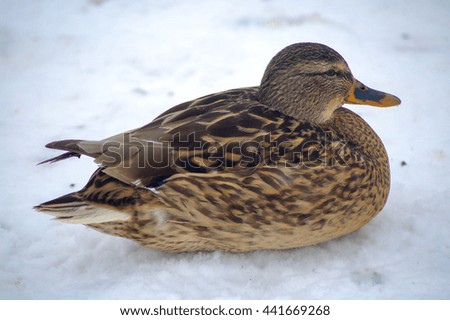 Duck on the snow