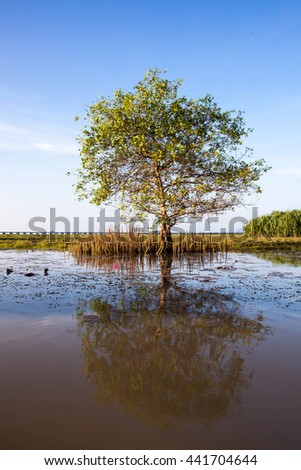 Mangrove and lake southern thailand