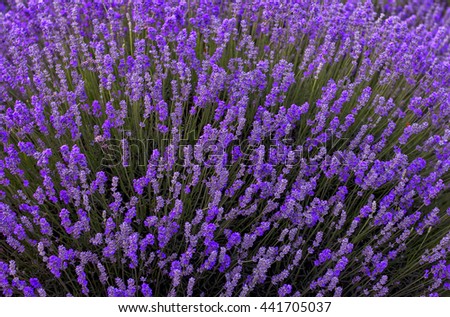 Delicate lavender flower bushes close up.