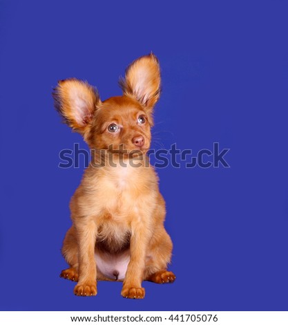 Beautiful red-haired puppy sitting on a blue background. Dog with raised ears. A small animal. Pocket dog. Russian Toy.