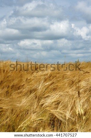 Golden barley field under the blue sky with white clouds