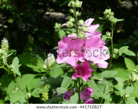 Lavatera olbia, flower. Malvaceae family. Location: Hanover Berggarten, Germany.
