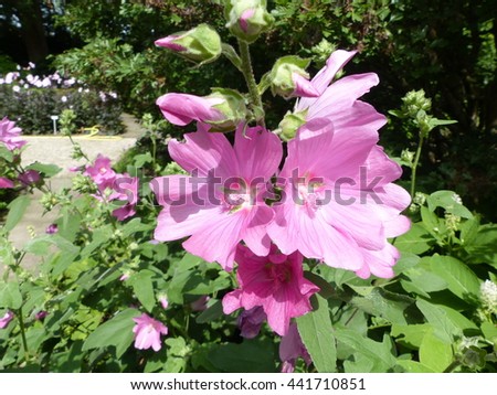 Lavatera olbia, flower. Malvaceae family. Location: Hanover Berggarten, Germany.