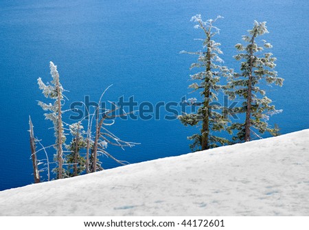 pine trees on the edge of the blue waters of Crater Lake