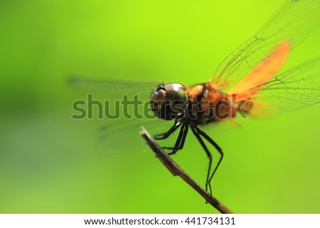 A Dragonfly sits on a plant. Selectively focused.