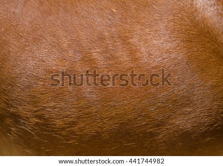 Background. horse hair can make the background. Royalty-Free Stock Photo #441744982