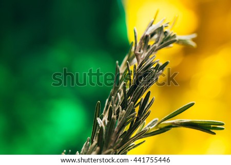 sprig of rosemary and garlic on a wooden light background.