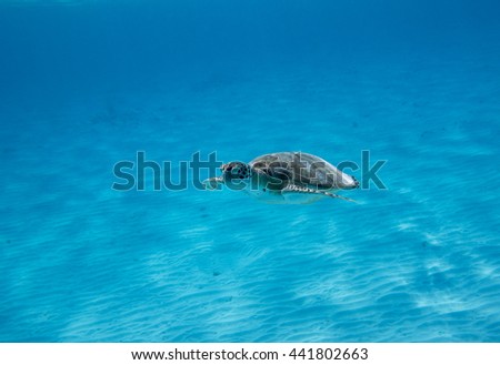 Swimming Green Sea Turtle (Chelonia mydas)