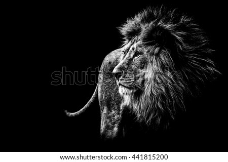 lion in black and white Royalty-Free Stock Photo #441815200