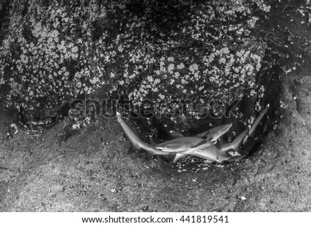 White tip reef shark in black and white