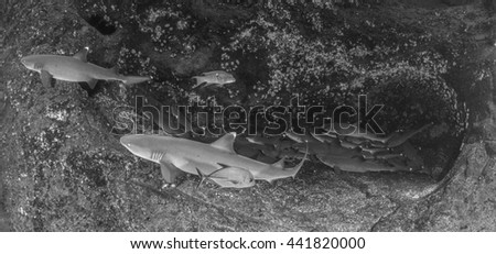 White tip reef sharks in black and white