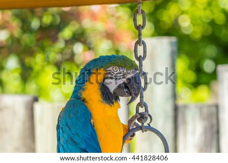 Parrot. Blue macaw. Macro photo. Portrait. Big beak. Multi-colored feathers