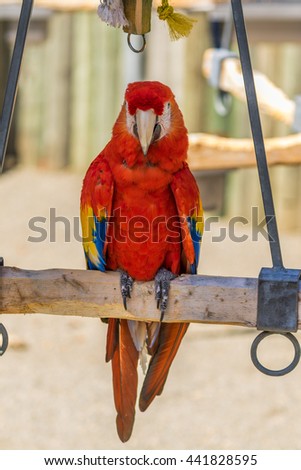 Parrot. Red macaw. Macro photo. Portrait. Big beak. Multi-colored feathers