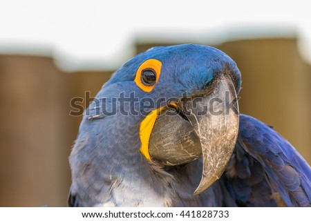 Parrot. Blue macaw. Macro photo. Portrait. Big beak. Multi-colored feathers