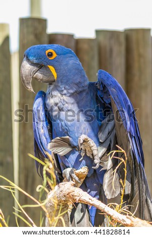 Parrot. Blue macaw sitting on the board. Macro photo. Portrait. Big beak. Multi-colored feathers.
