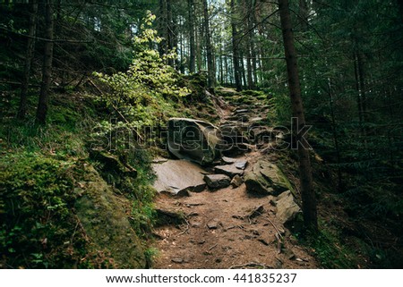 background Green Mountain Forest wood . Stone path stairs Royalty-Free Stock Photo #441835237