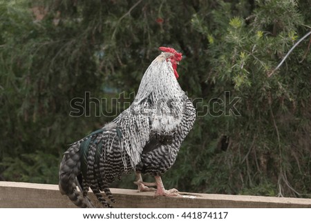 a rooster stands on a fence  with bushes behind