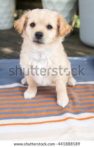 Small Terrier Mix Puppy Playing Outside on Blanket