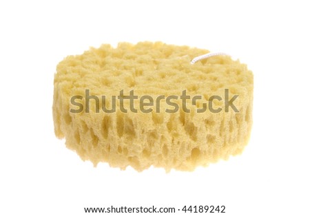 sponge on white background