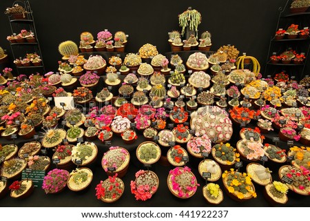 tremendous variety and display of blooming cacti