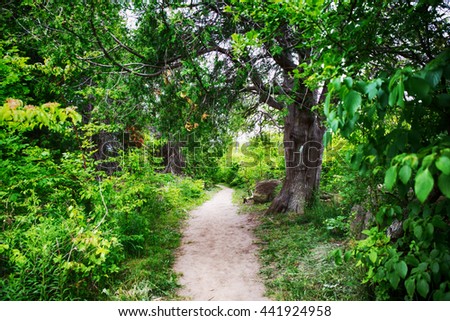 Limehouse Bruce trail Halton Hills Ontario woods path Royalty-Free Stock Photo #441924958