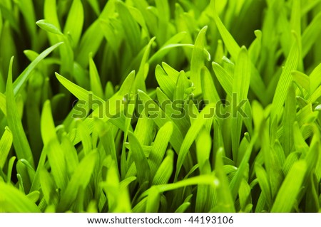 Green glass isolated on the white background