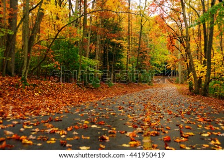 Autumn landscape with bright colorful orange and red trees and leaves in west virginia