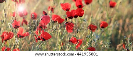 Red poppy flowers field, close-up early in the morning