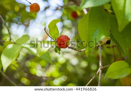 Pitanga (Suriname cherry, Brazilian cherry or Cayenne cherry) stock image. Gedera, Israel, June 2016.
