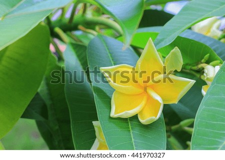 plumeria flower desert rose yellow  beautiful on the tree Select focus  with shallow depth of field  ( Common name Apocynaceae,Frangipani , Pagoda ,Temple )